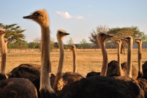 Leeuvenhof D3000 Oct 2014 017