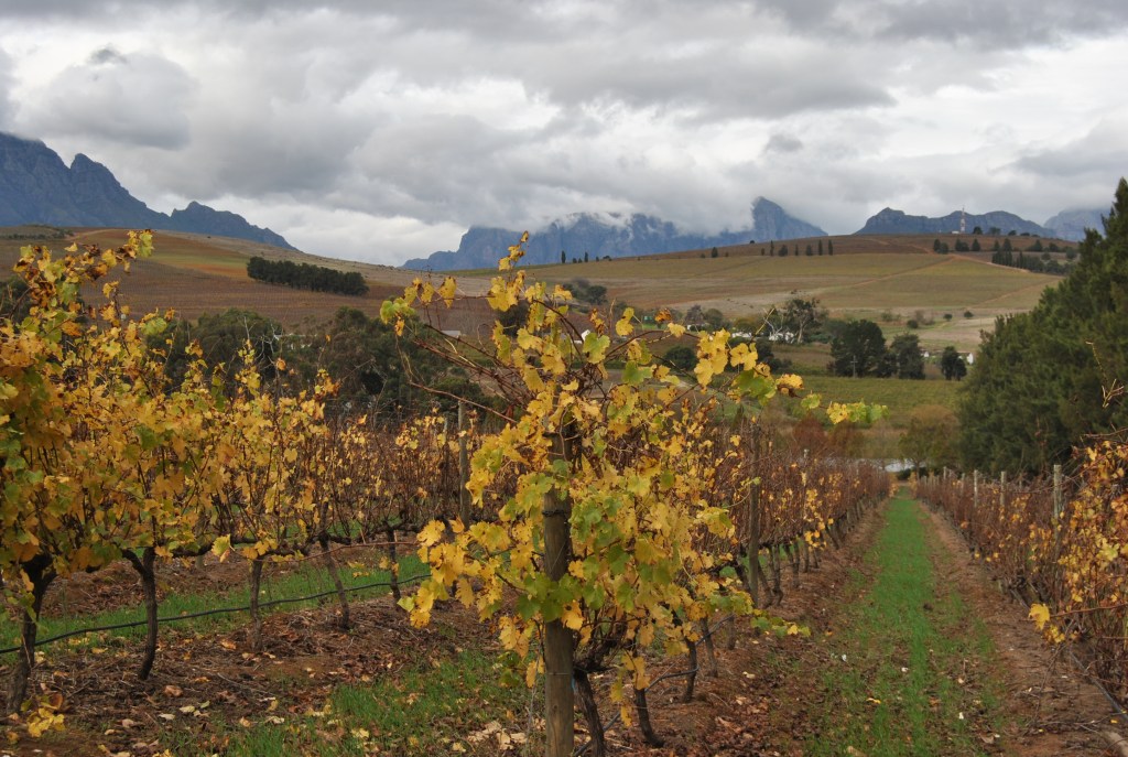 Cuisine Cruising in the Cape