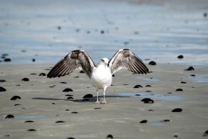 Cape May 2015 zoom 362 - Copy