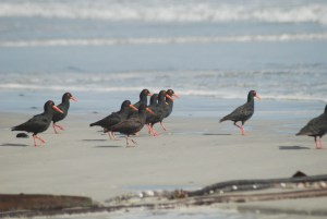 Cape May 2015 zoom 389