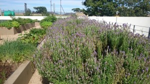 Culinary Table Lanseria March 2016 031